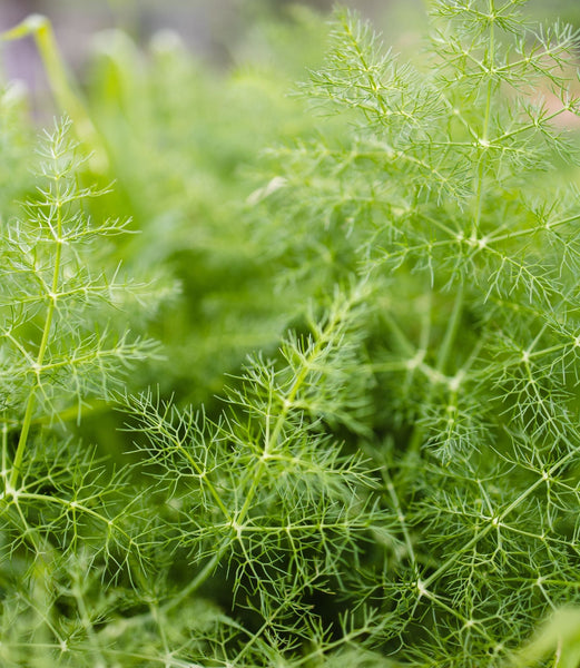 15 Healing Herbs Good for Skin Health Furtuna Skin