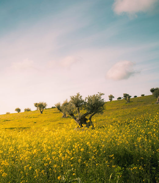 EWG Verified Skincare What EWG Verified Means Furtuna Skin