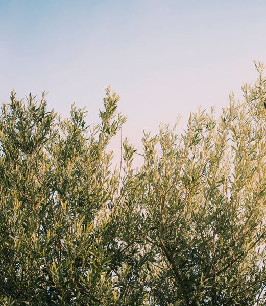 Can You Put Olive Oil on Your Face? The 411 Furtuna Skin