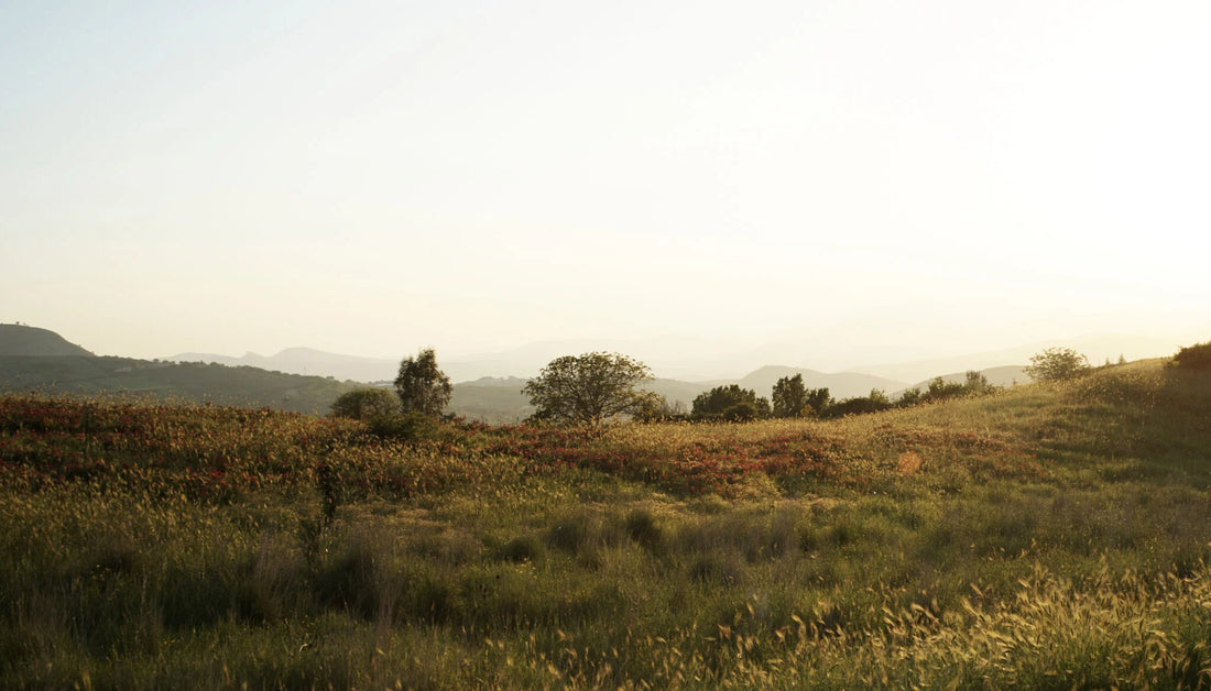Exploring the Benefits of Olive Oil in Skin Care: Is It Worth Trying?