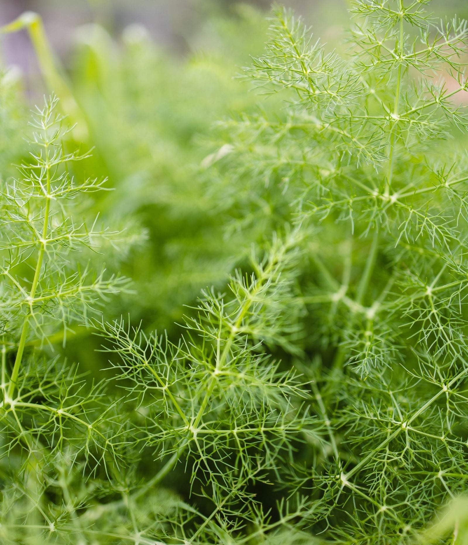 15 Healing Herbs Good for Skin Health Furtuna Skin