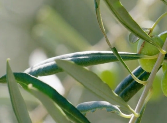 Why Olive Oil is Liquid Gold for Skin, Hair, and Nail Care