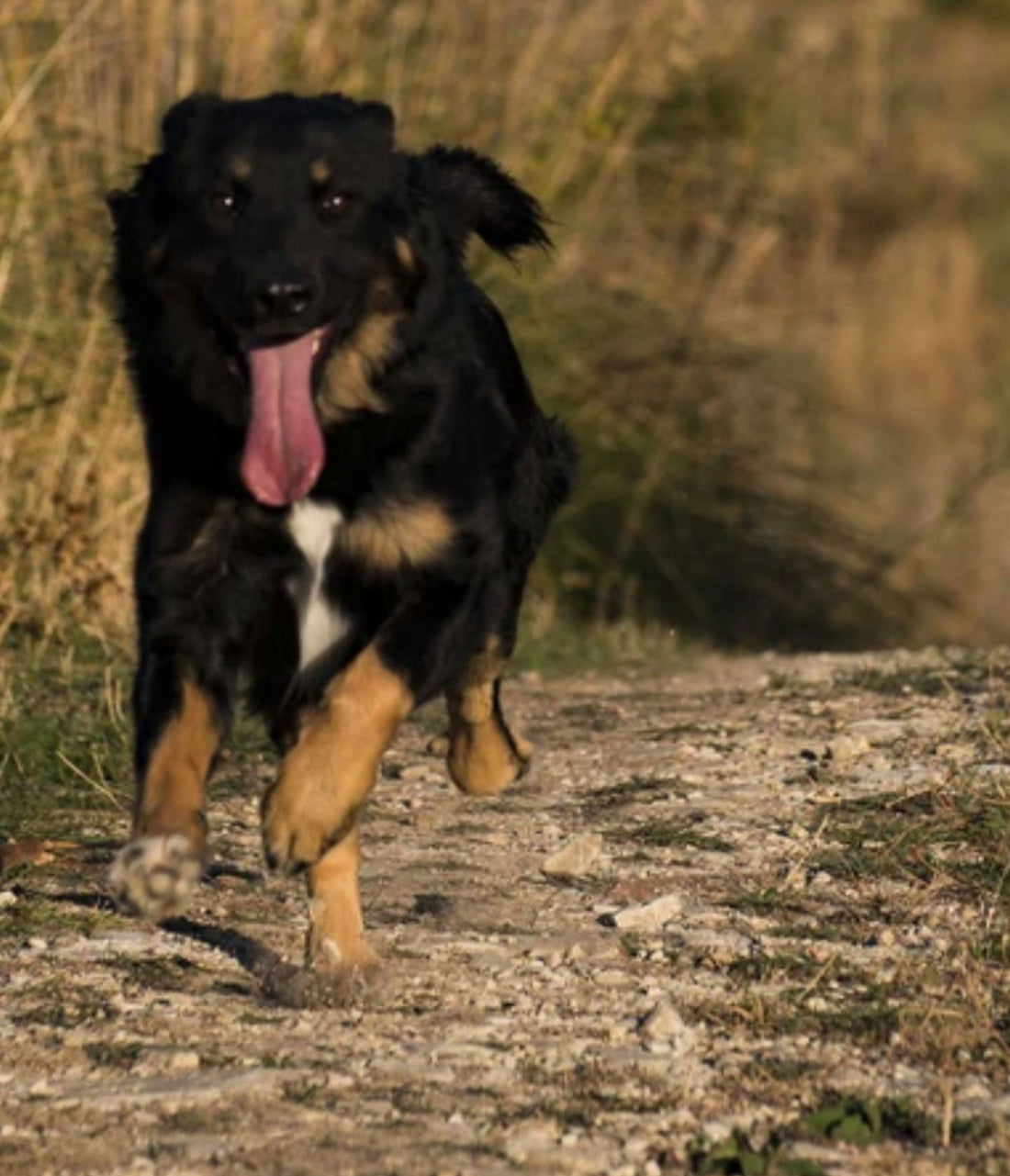 Giving Tuesday: Helping Furry Friends In Need