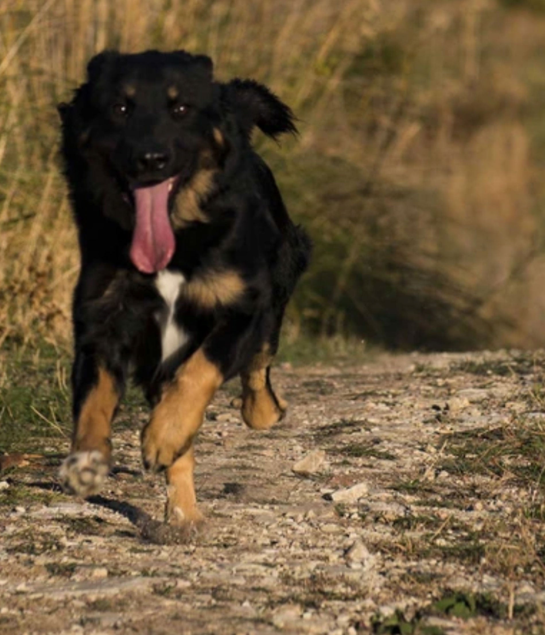 Giving Tuesday: Helping Furry Friends In Need
