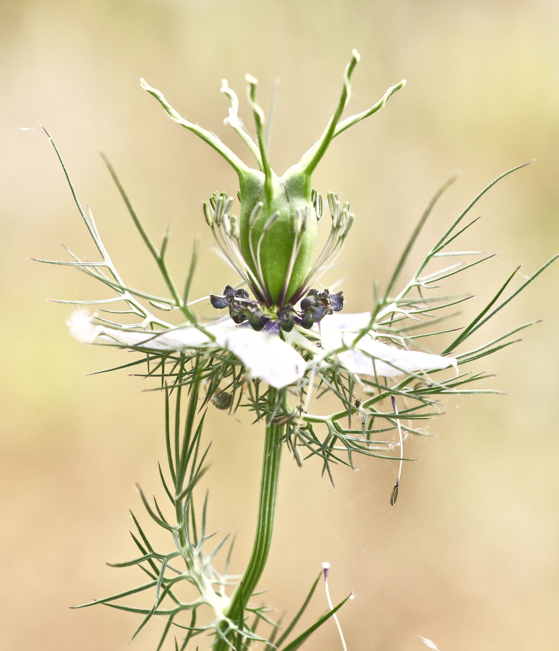 Eye Opening Results with Ancient Plant Ingredients