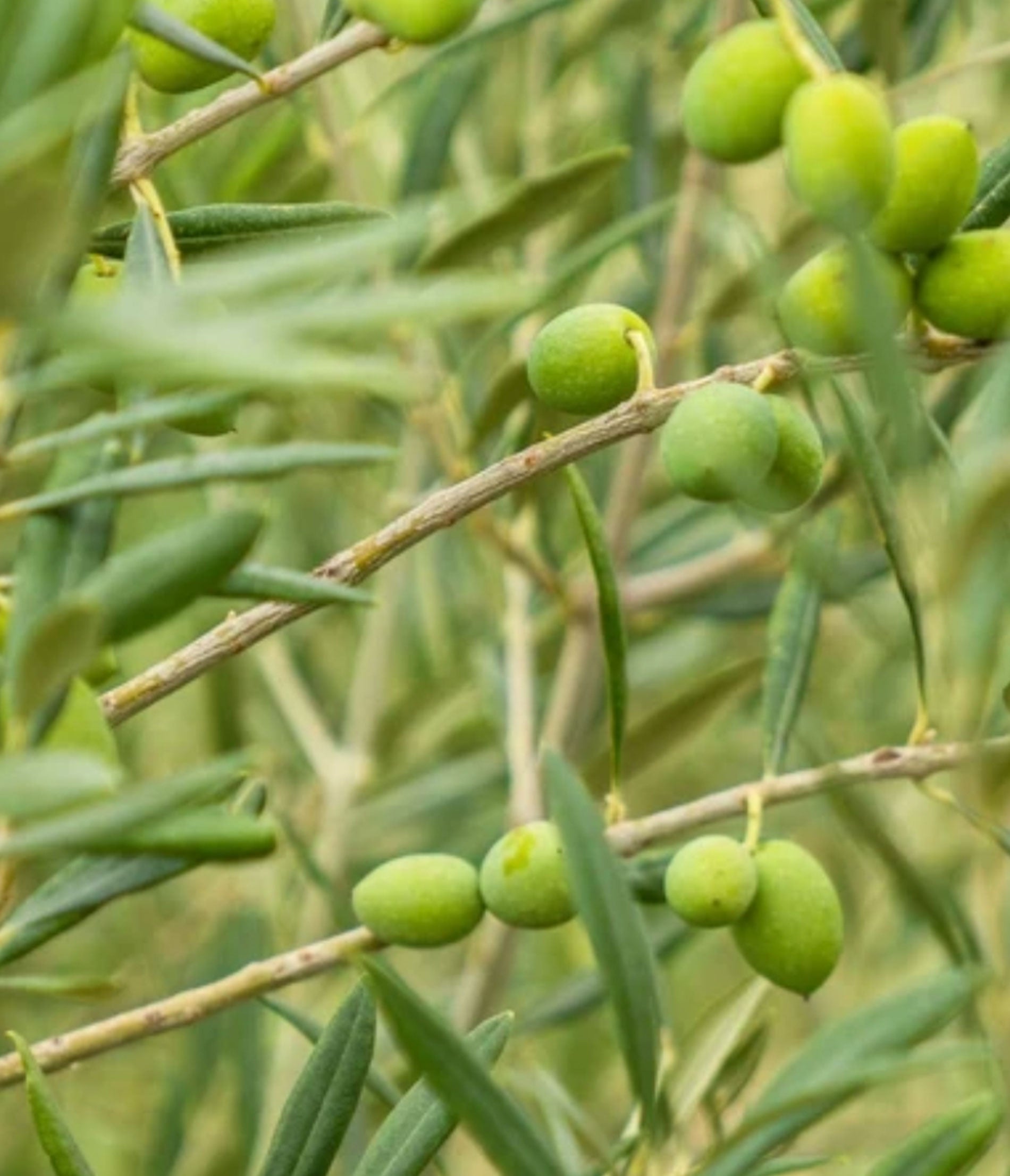 Olive Obsessed: Centuries Later, Olive Is Still The 'It' Beauty Ingredient