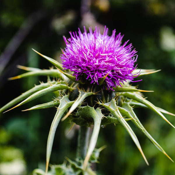 Milk Thistle Seed Oil Skin Benefits ecampus.egerton.ac.ke