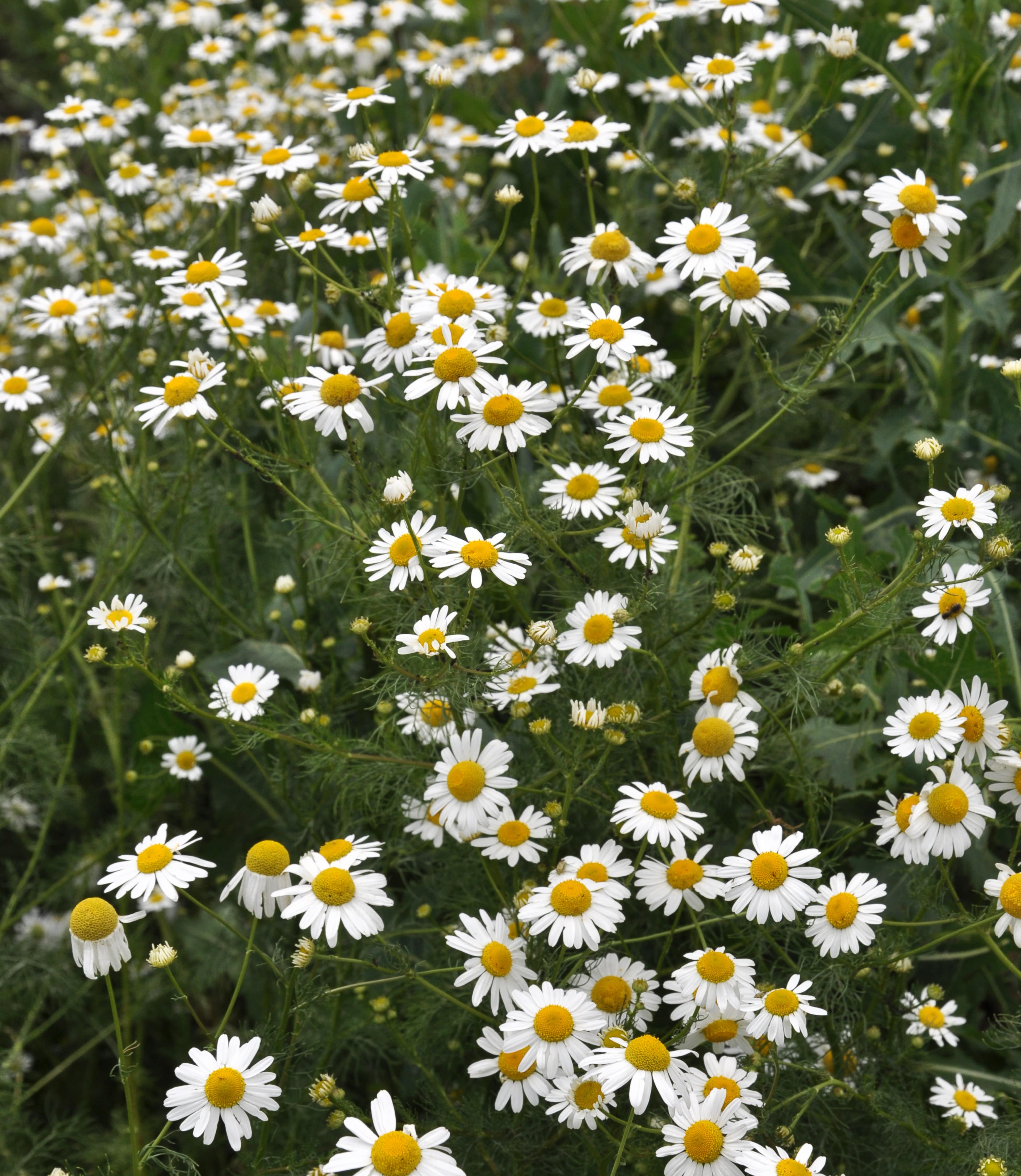 Chamomile for Skin: Soothe and Nourish Your Skin