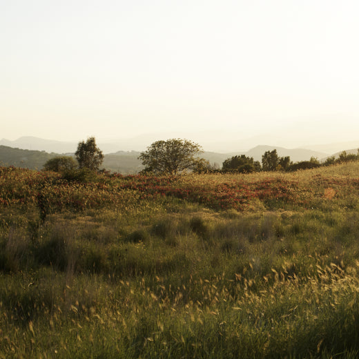 A Skincare Secret: Sicilian Manna