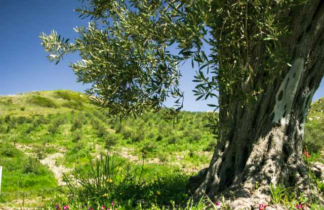 Olive Oil Is Having A Moment
