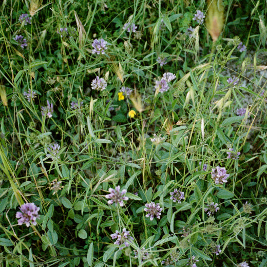 Bakuchiol: The 411 on Nature's Retinol