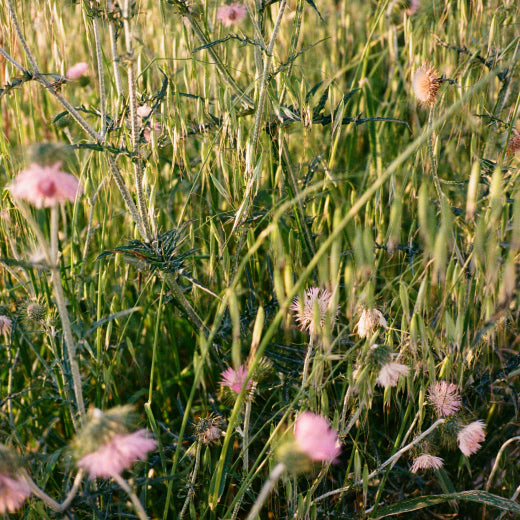 5 Science-Backed Milk Thistle Benefits for Skin