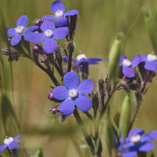 Miracle Flower Discovered. Glowing Skin Revealed.