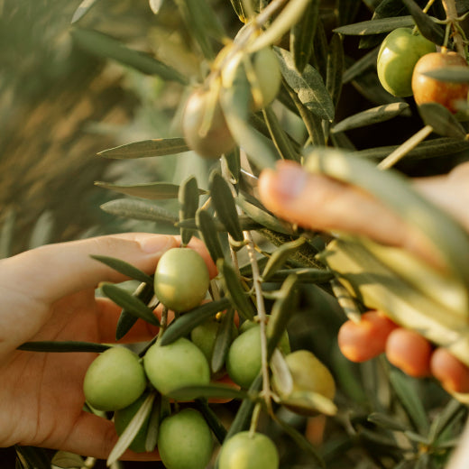 5 Key Ways Olives Are Used for Skin
