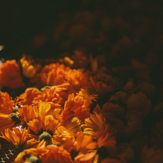 The Power of Plant Stem Cells