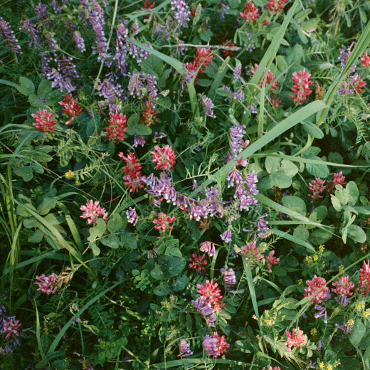 Why Are Extremophyte™ Plants So Potent?
